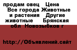  продам овец › Цена ­ 100 - Все города Животные и растения » Другие животные   . Брянская обл.,Новозыбков г.